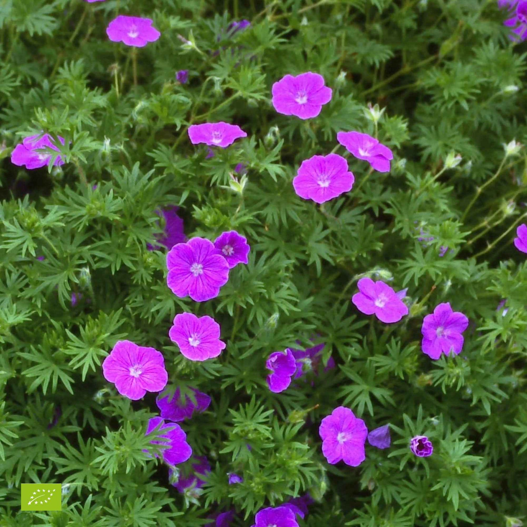 Winterharde geranium Mix 'Katharine Adèle' + hymalayense (x9)