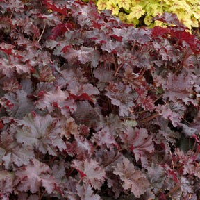 Heuchera - Purperklokje - Purperklokje 'Chocolate Ruffles' - Heuchera Chocolate Ruffles