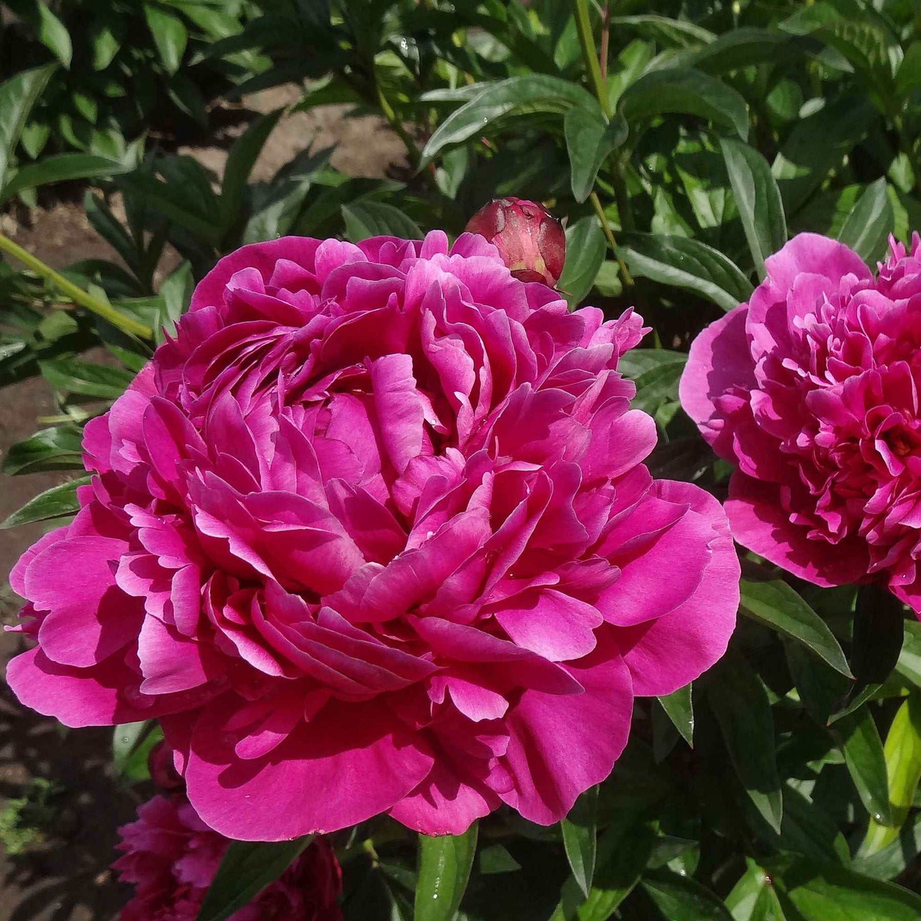 Pioenrozen - Trio roze en rode pioenen - Paeonia lactiflora Sarah Bernhardt, Sorbet, Karl Rosenfield