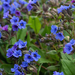 Pulmonaria Blue Ensign - Longkruid 'Blue Ensign' - Longkruid