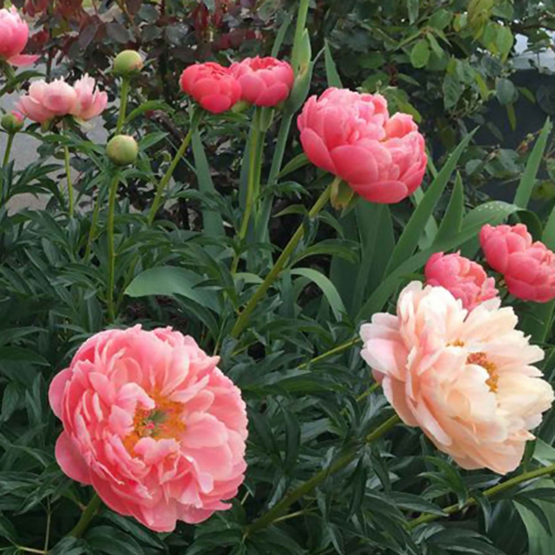 Pioenroos 'Coral Sunset' - Paeonia lactiflora Coral Sunset - Willemse
