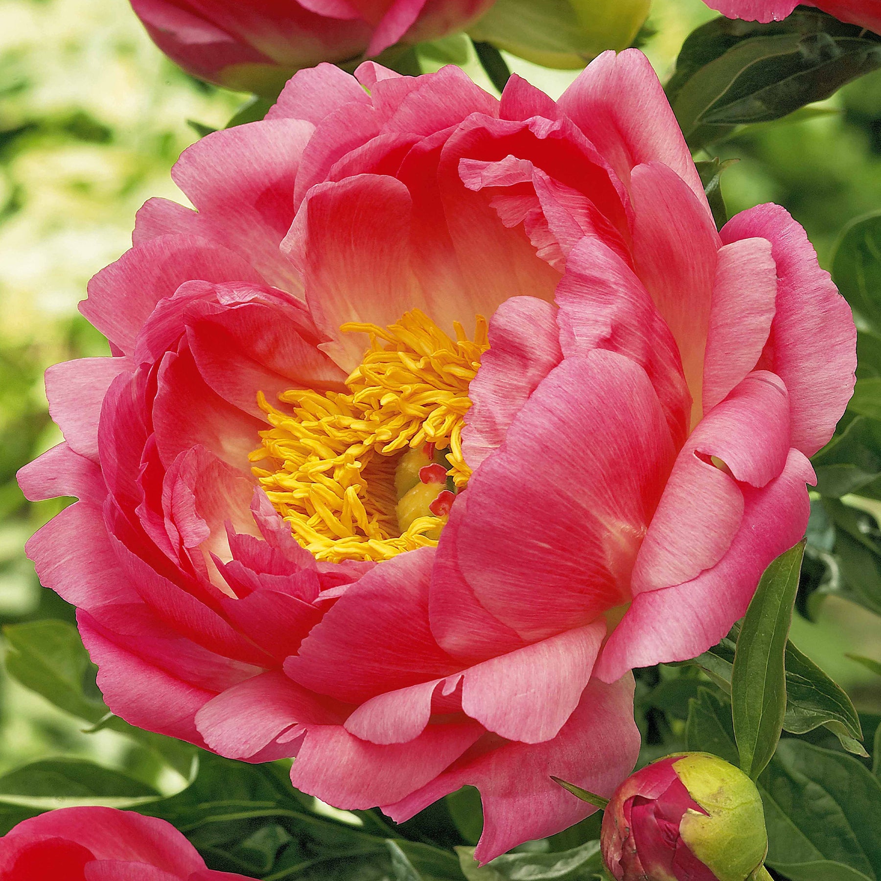 Pioenroos 'Coral Sunset' - Paeonia coral sunset - Vaste planten