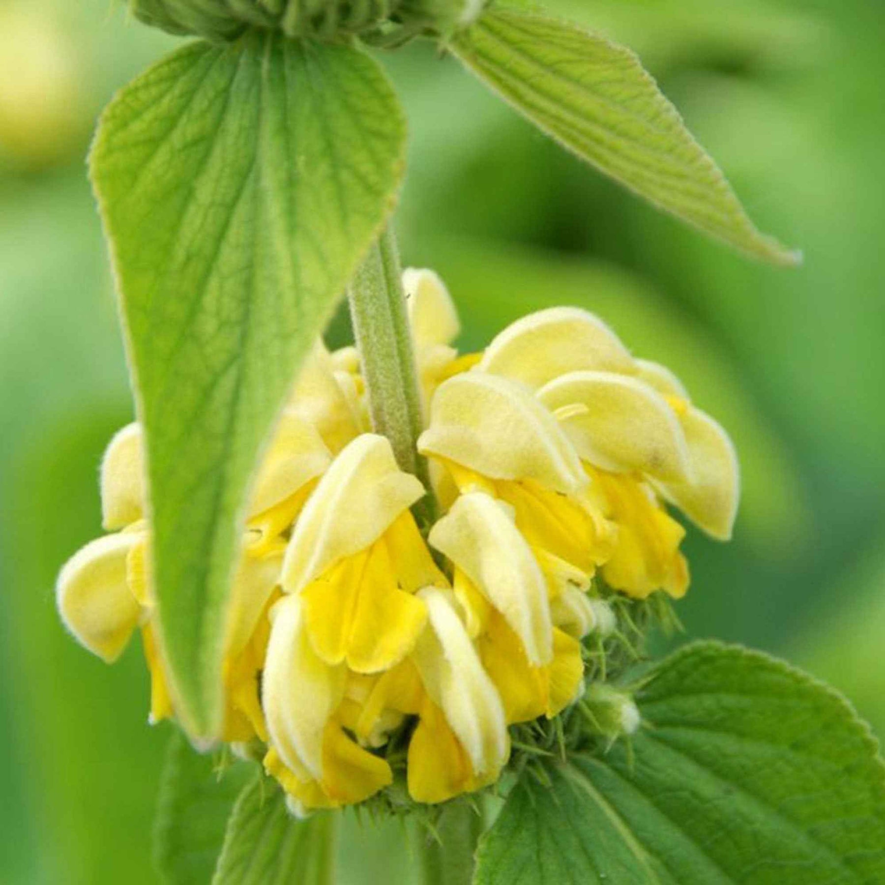 Brandkruid - Phlomis russeliana - Willemse