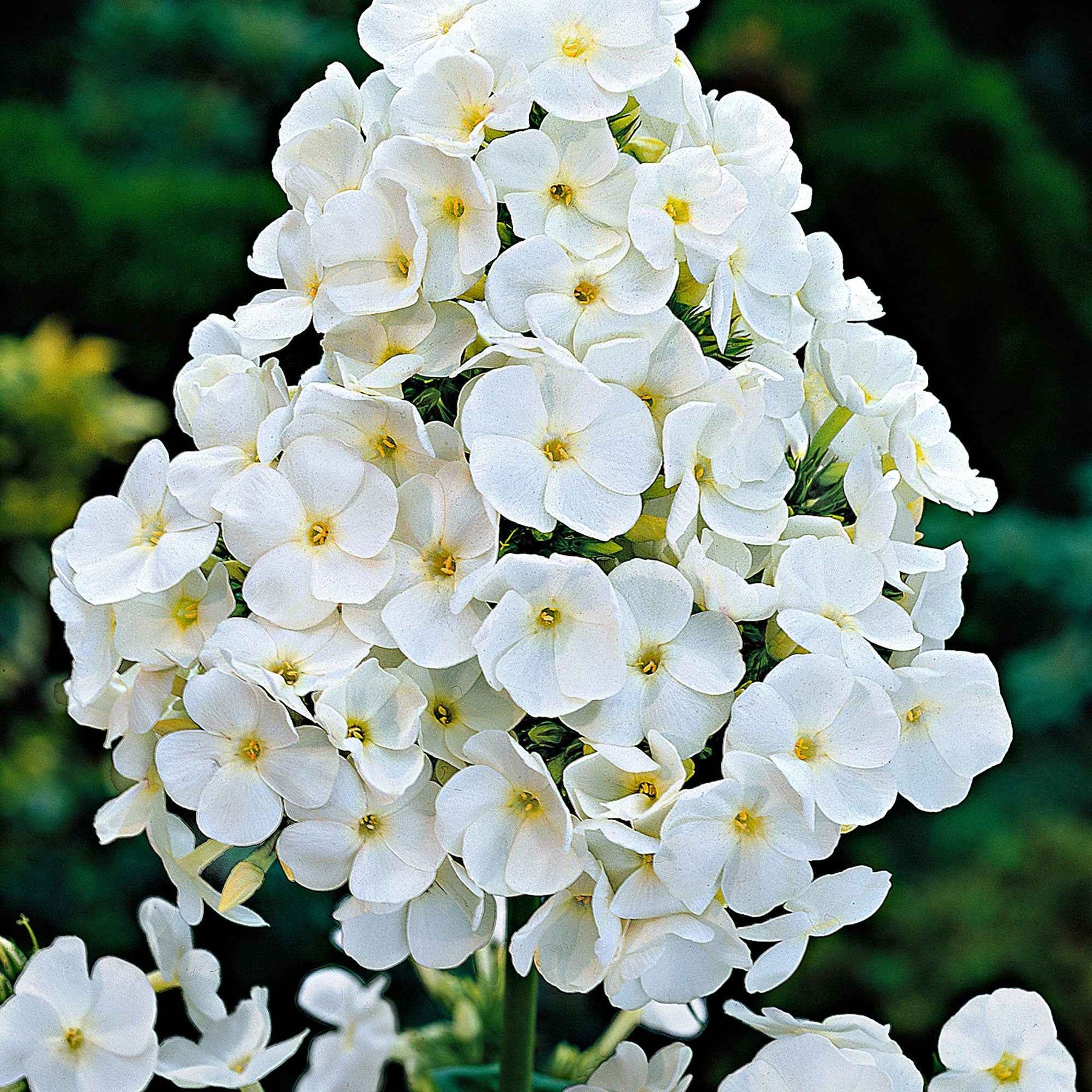 Verkoop Vlambloem 'White Admiral' - Phlox paniculata white admiral