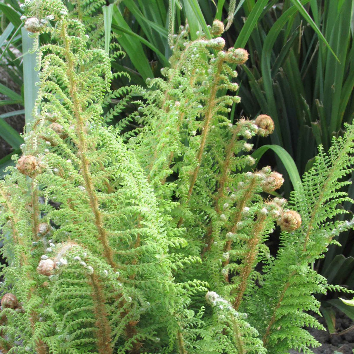 Zachte naaldvaren 'Herrenhausen' - Polystichum setiferum Herrenhausen - Willemse
