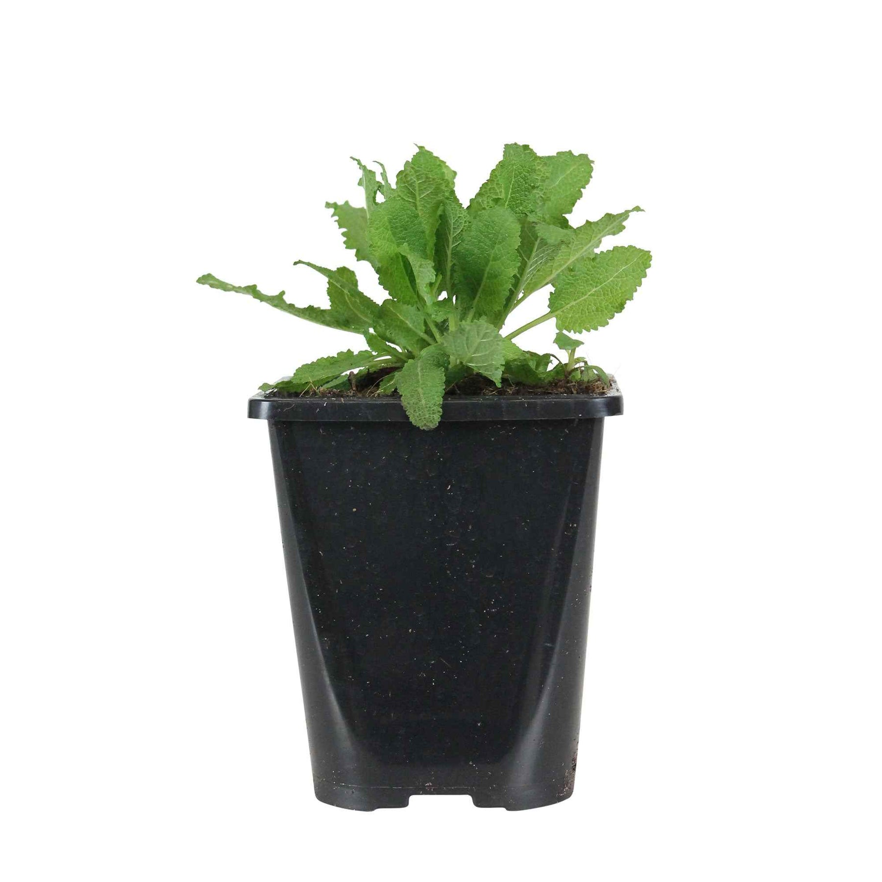 Salvia nemorosa schneehügel - Bossalie 'Schneehügel' - Salie