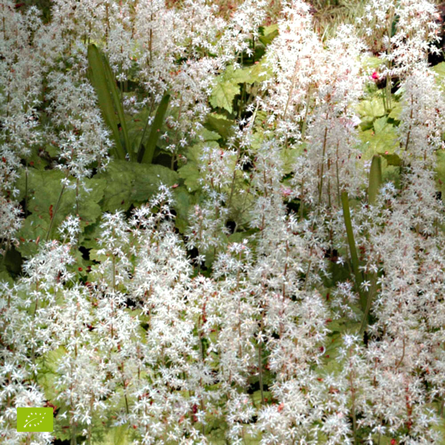 Schuimbloem Tiarella 'Pink Skyrocket' - Tiarella Pink Skyrocket - Willemse