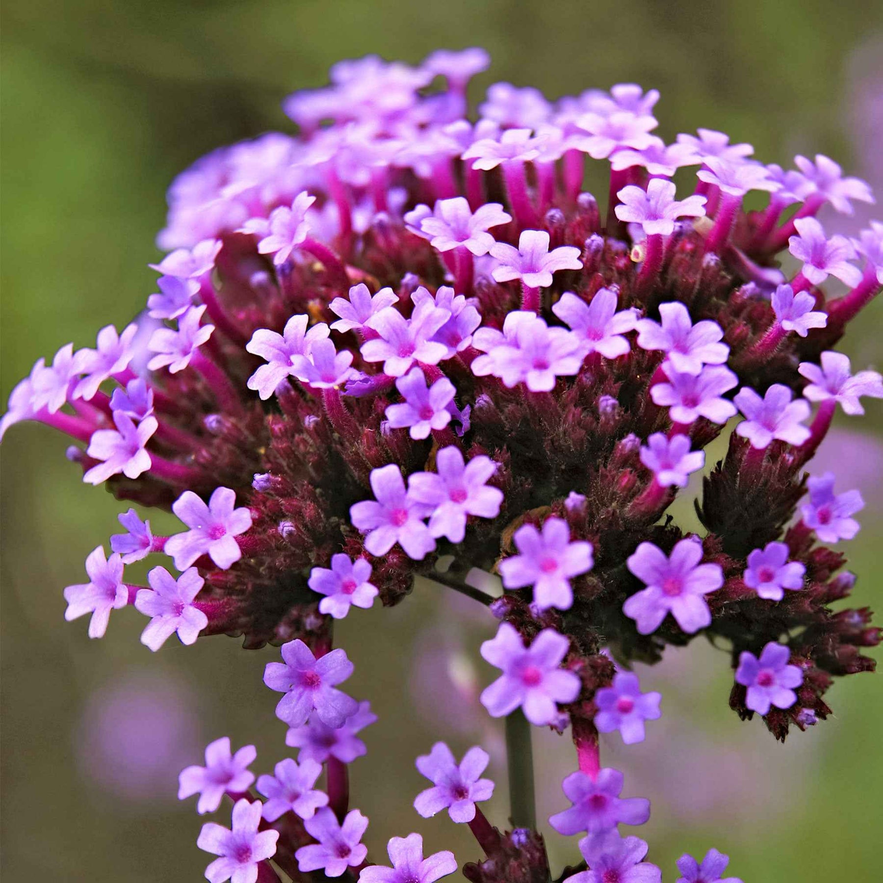 IJzerhard 'Lollipop' - Verbena bonariensis Lollipop - Willemse