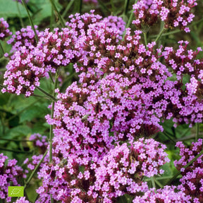 Verbena bonariensis Lollipop - IJzerhard 'Lollipop' - Ijzerhard