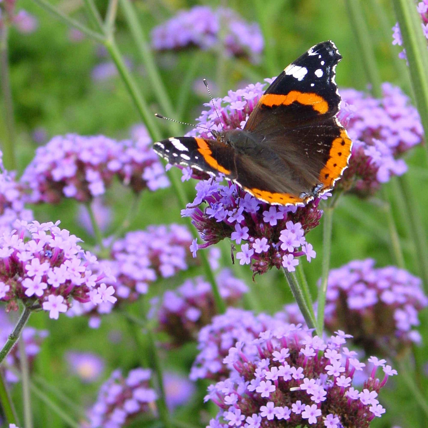 Buenos Aires IJzerhard - Verbena bonariensis - Willemse
