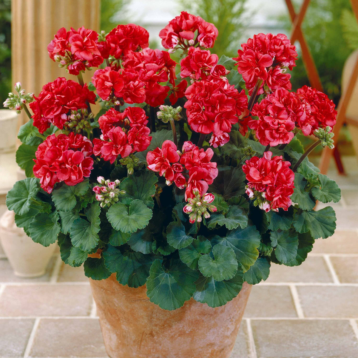Geranium 'Toscana'® (x3) - Pelargonium zonale toscana ®