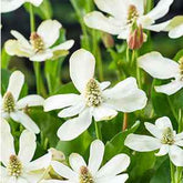 Californische Anemopsis - Anemopsis californica - Willemse