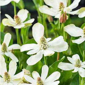 Californische Anemopsis - Anemopsis californica - Willemse