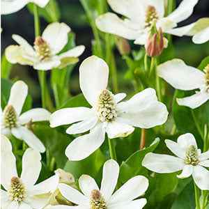 Californische Anemopsis - Anemopsis californica - Willemse