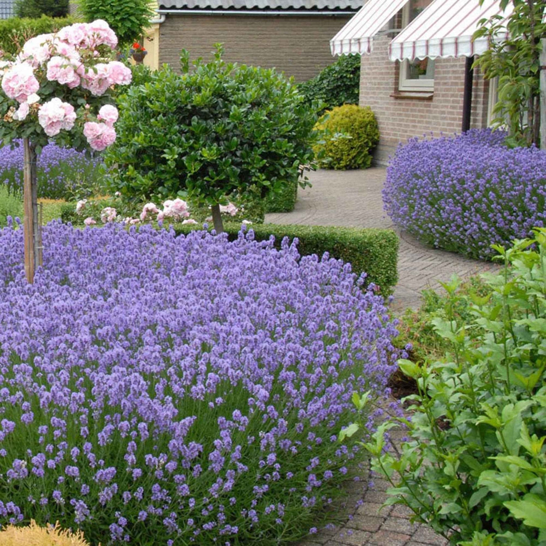 Lavendel 'Hidcote' - Willemse