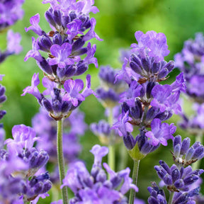 Lavandula angustifolia Hidcote - Lavendel 'Hidcote' - Lavendel
