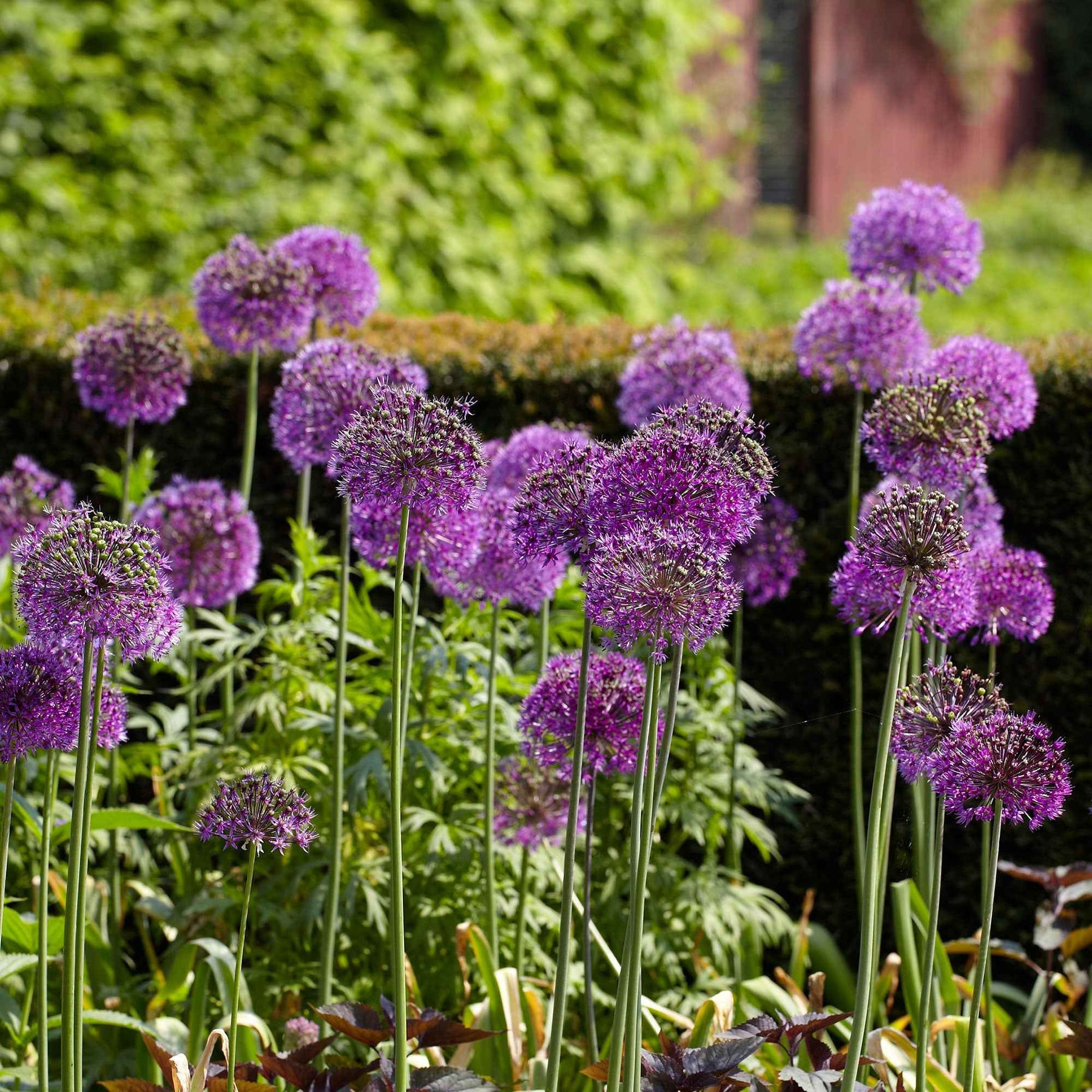 Sierui 'Purple Sensation' (x10) - Allium aflatunense Purple Sensation - Willemse