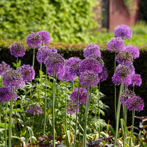 Sierui 'Purple Sensation' (x10) - Allium aflatunense Purple Sensation - Willemse