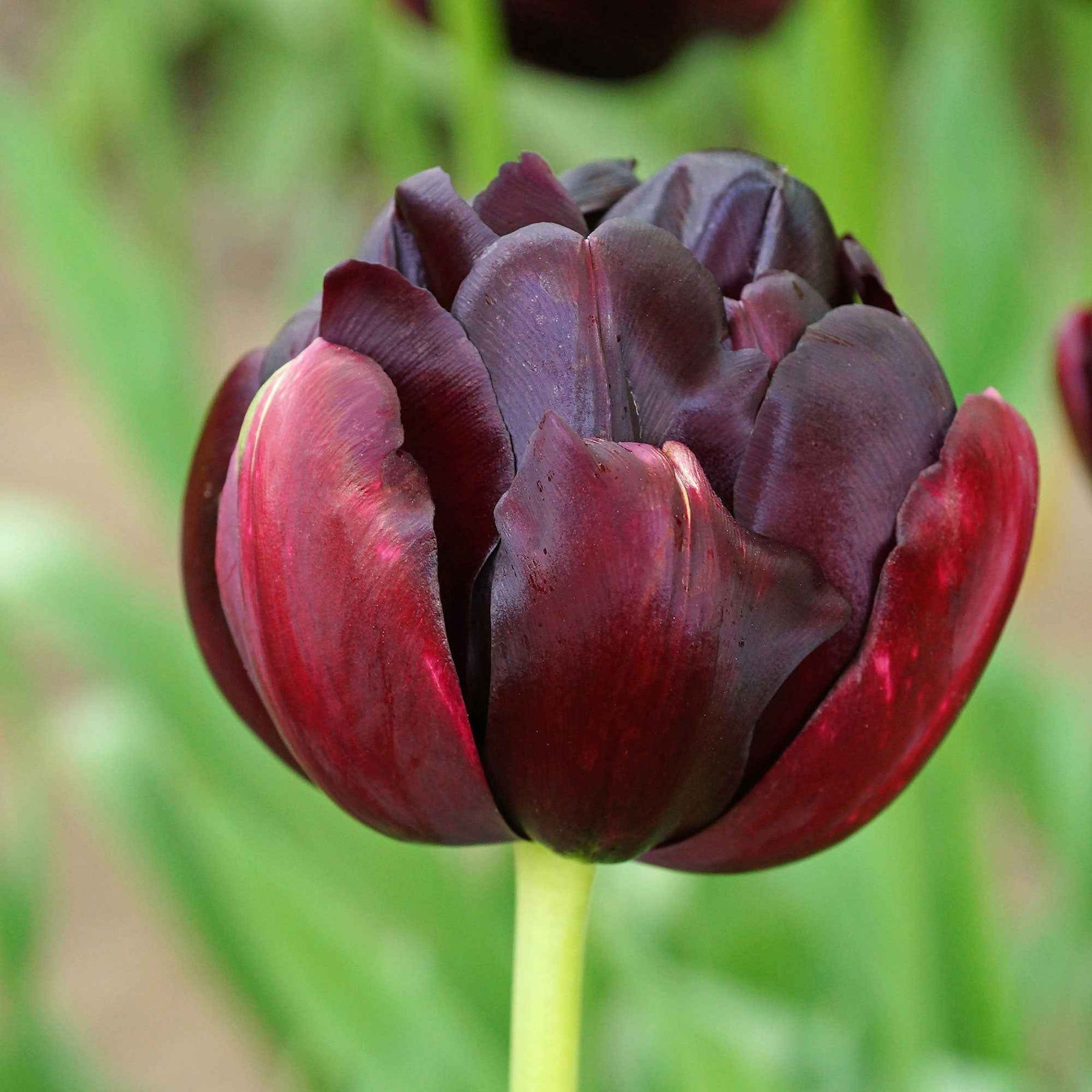 Tulp 'Black Hero' (x10)