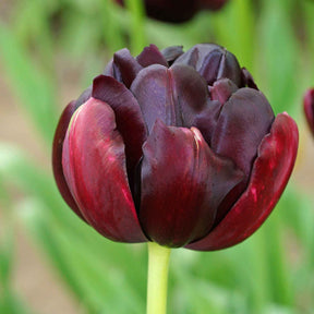 Tulp 'Black Hero' (x10)