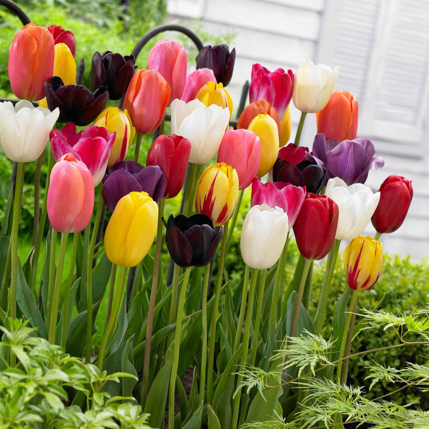 Triumph Tulpen gemengd - Willemse
