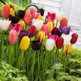 Triumph Tulpen gemengd - Willemse