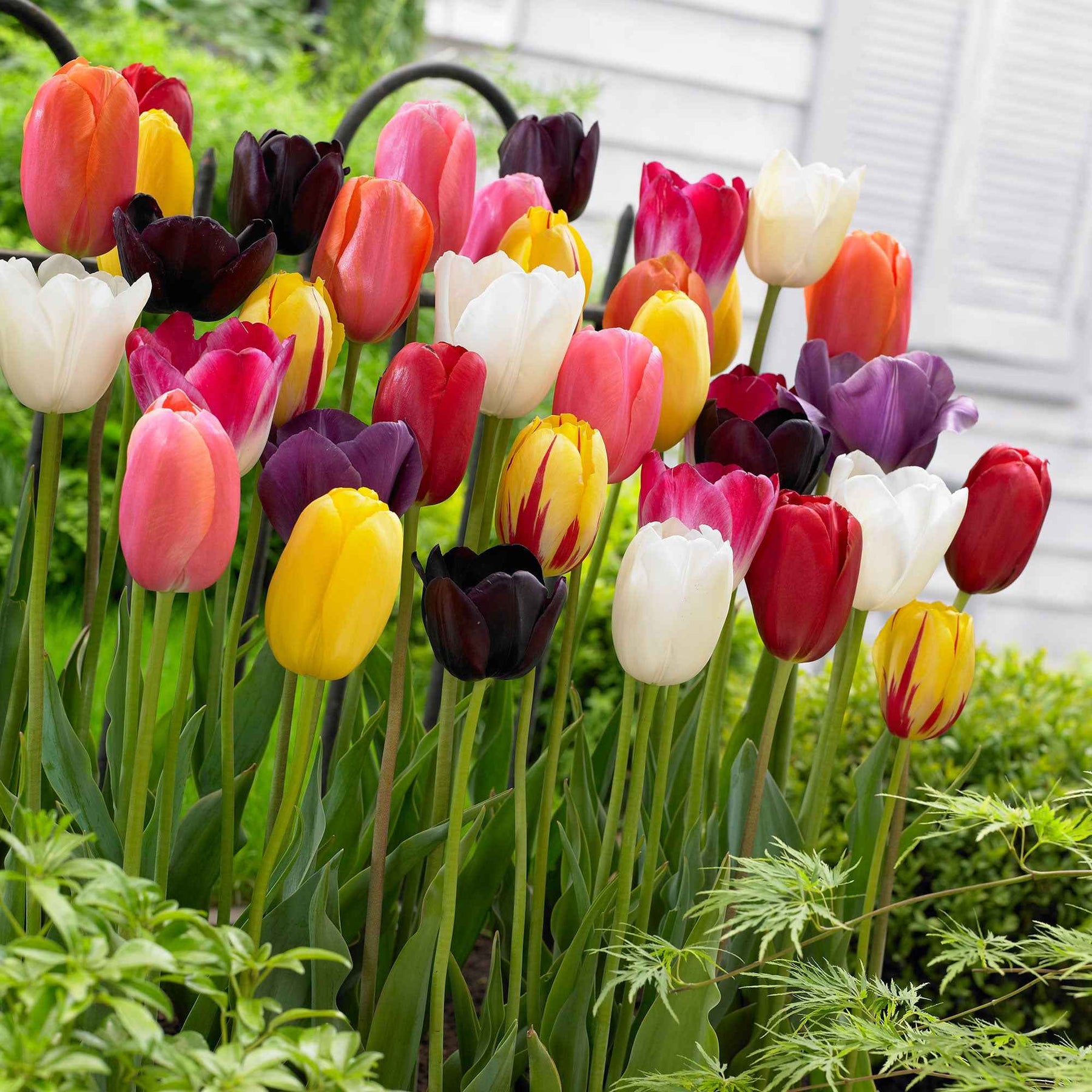 Tulpen - Mix '60 dagen bloemen' (x30) - Tulipa - Willemse
