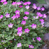 Erodium variabile Bishop's Form - Reigersbek 'Bishopsform' - Vaste planten
