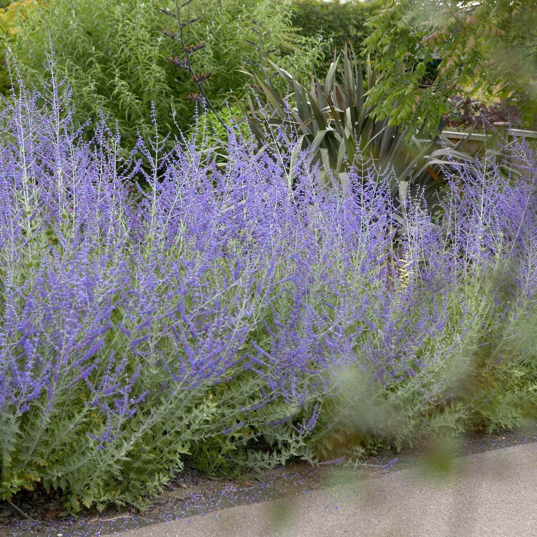 Russische salie 'Blue Spire' - Willemse