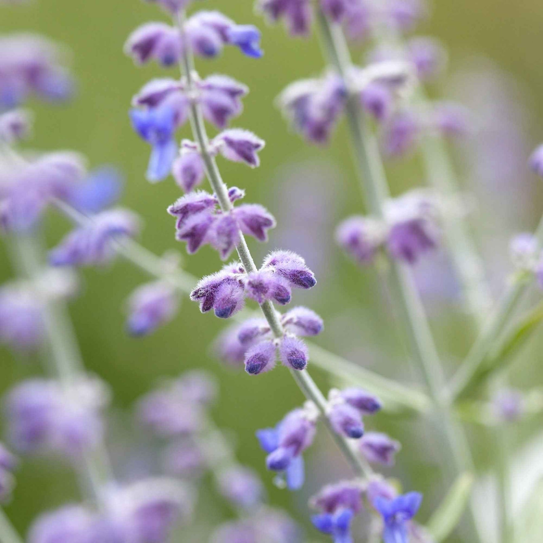 Russische salie 'Blue Spire' - Perovskia atriplicifolia blue spire - Willemse