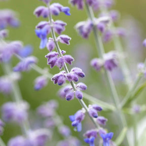 Russische salie 'Blue Spire' - Perovskia atriplicifolia blue spire - Willemse