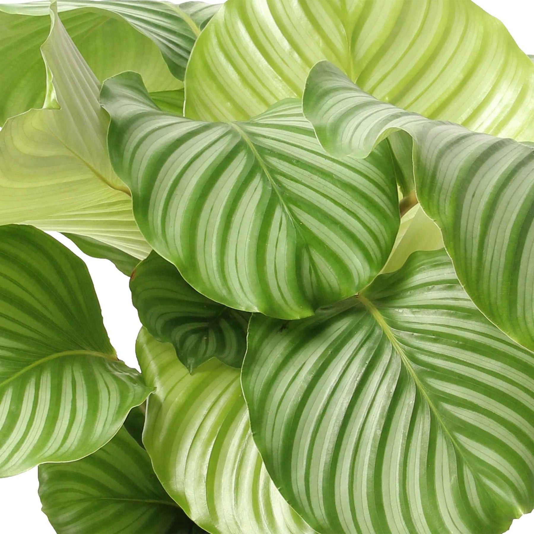 Calathea orbifolia - Bidplant Calathea orbifolia - Calathea