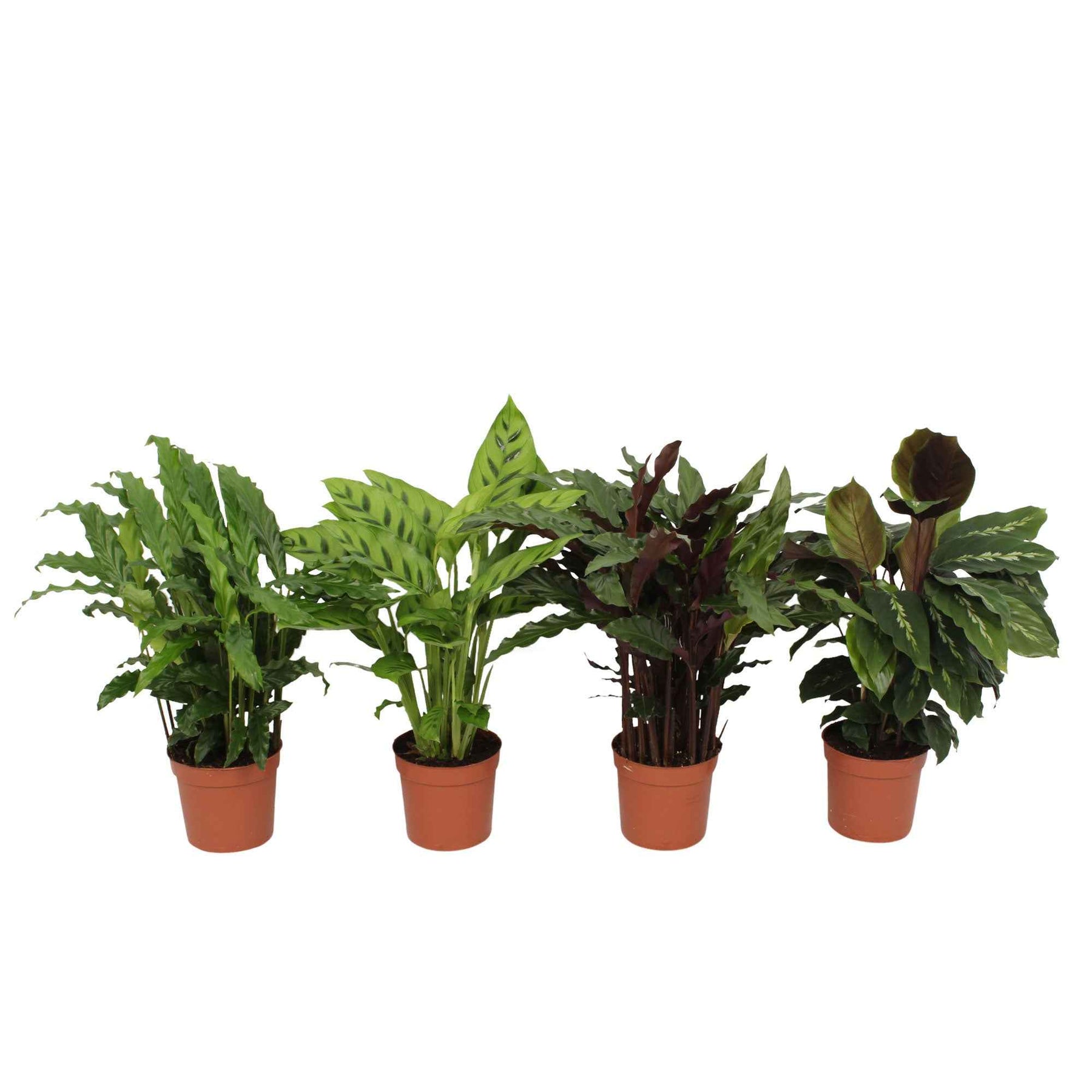 Kamerplanten met potten - Pauwenplant Mix (x4) - Calathea 'eldergrass', 'blue grass', 'leopardina', 'mauiqueen'