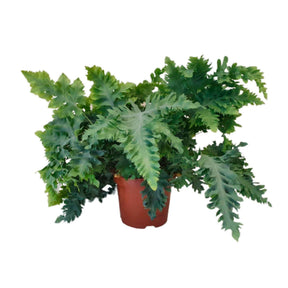 Phlebodium aureum 'Davana' - Blauwvaren Phlebodium 'Davana' - Groene kamerplanten voor interieur