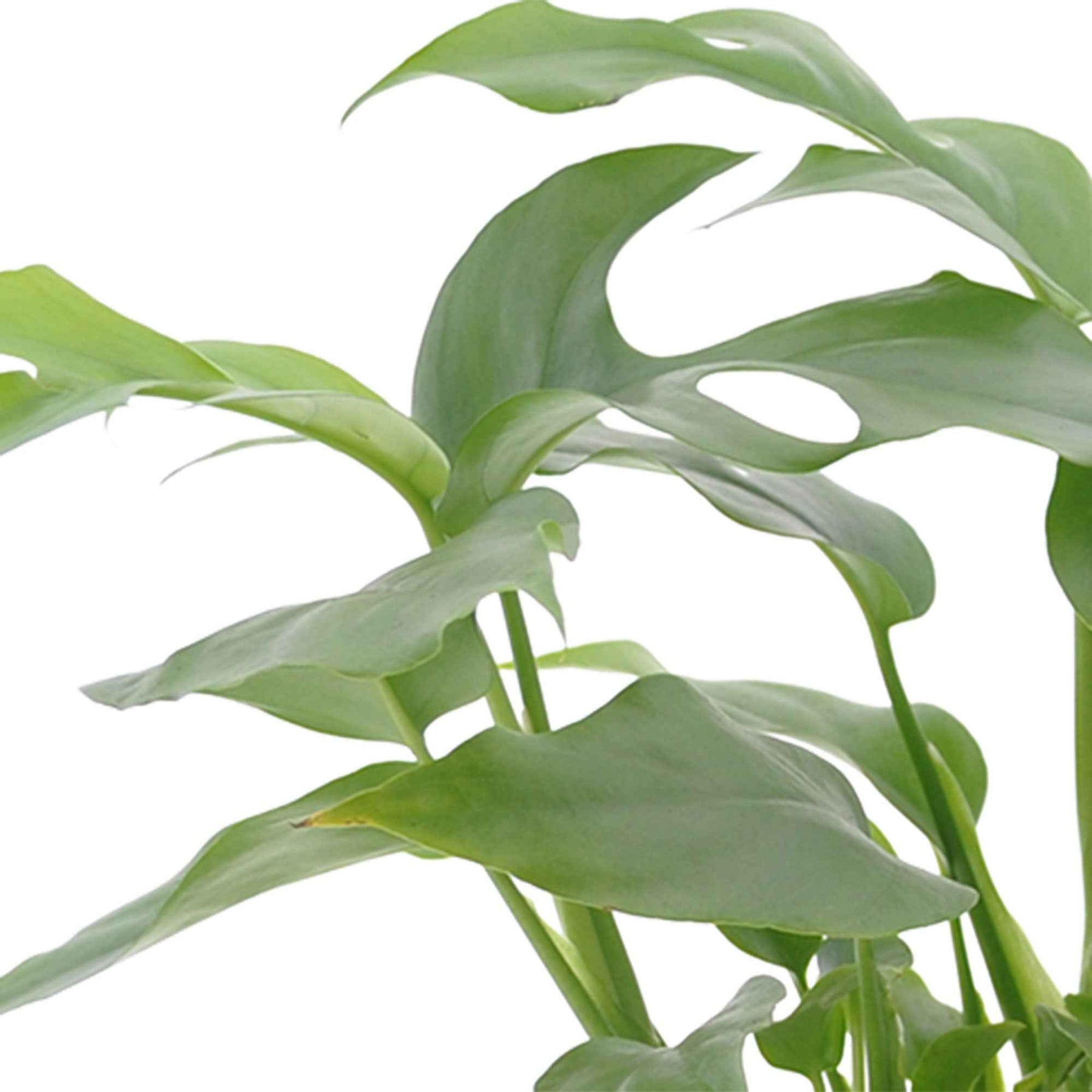 Badkamerplanten - Badkamerplanten Mix (x3) - Nephrolepis Duffii, Monstera minima, Asplenium Crispy Wave