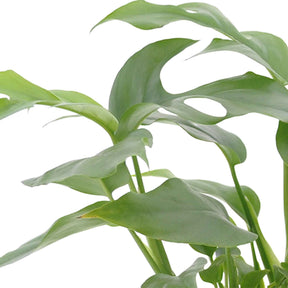 Badkamerplanten - Badkamerplanten Mix (x3) - Nephrolepis Duffii, Monstera minima, Asplenium Crispy Wave