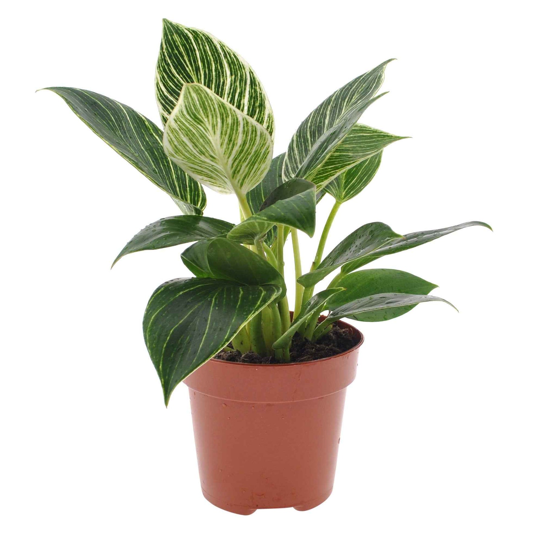 Verkoop Philodendron Monstera White Wave - Philodendron white wave