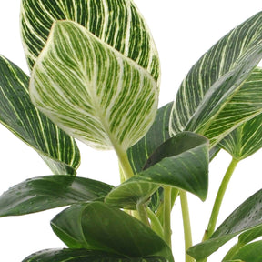 Verkoop Philodendron Monstera White Wave