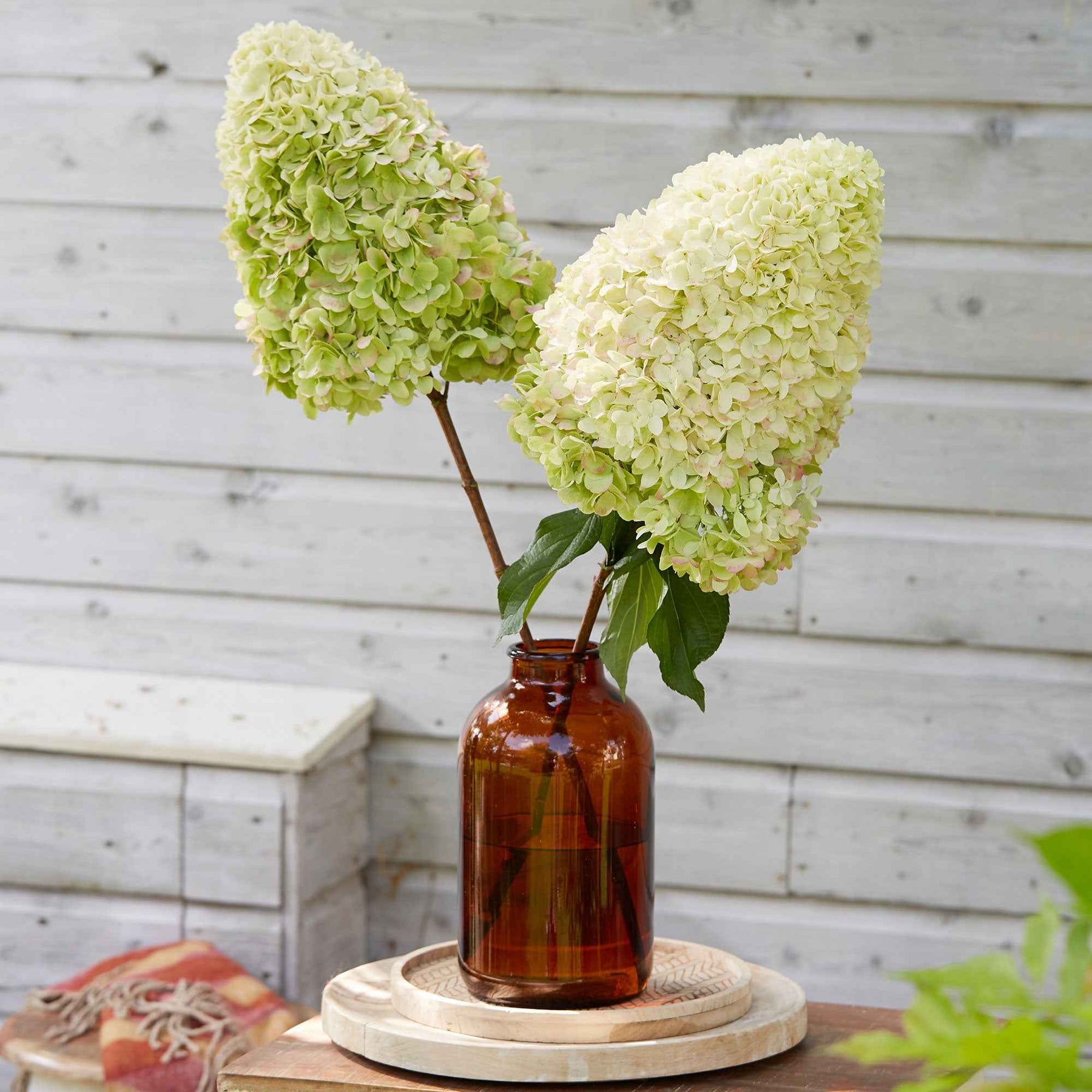 Pluimhortensia 'Hercules' - Willemse