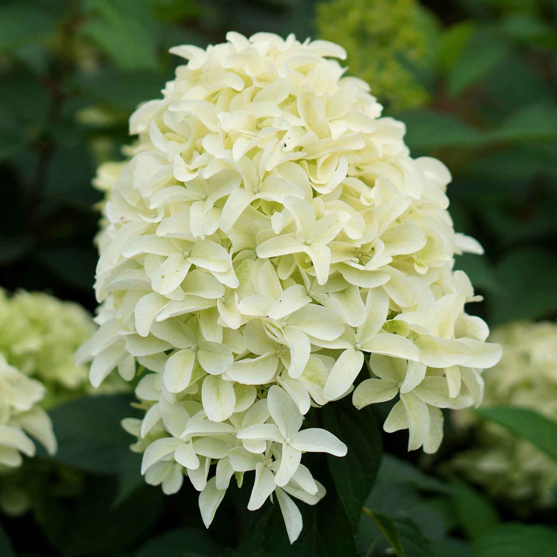Pluimhortensia 'Skyfall' - Hydrangea paniculata skyfall - Willemse