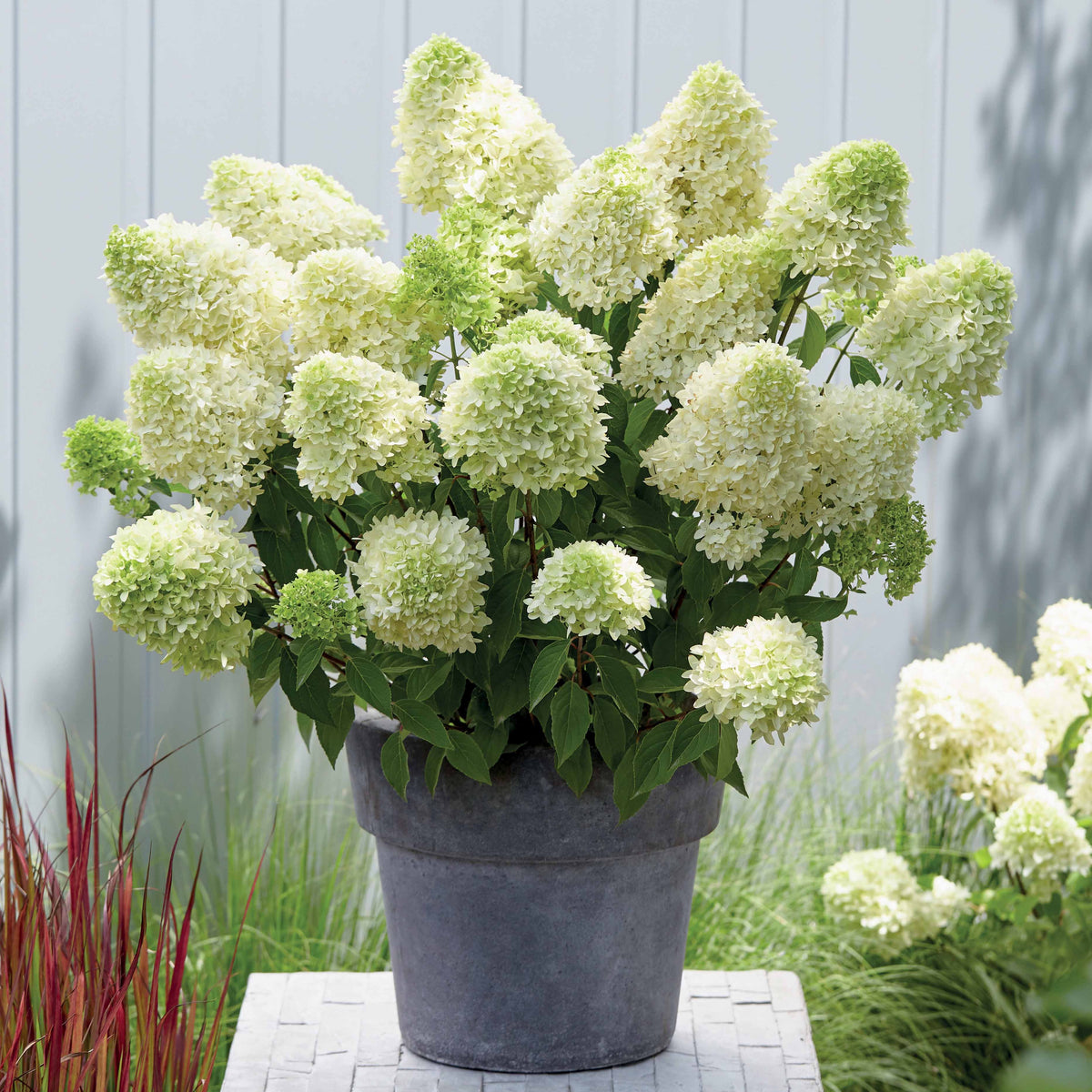 Hydrangea paniculata skyfall - Pluimhortensia 'Skyfall' - Pluimhortensia