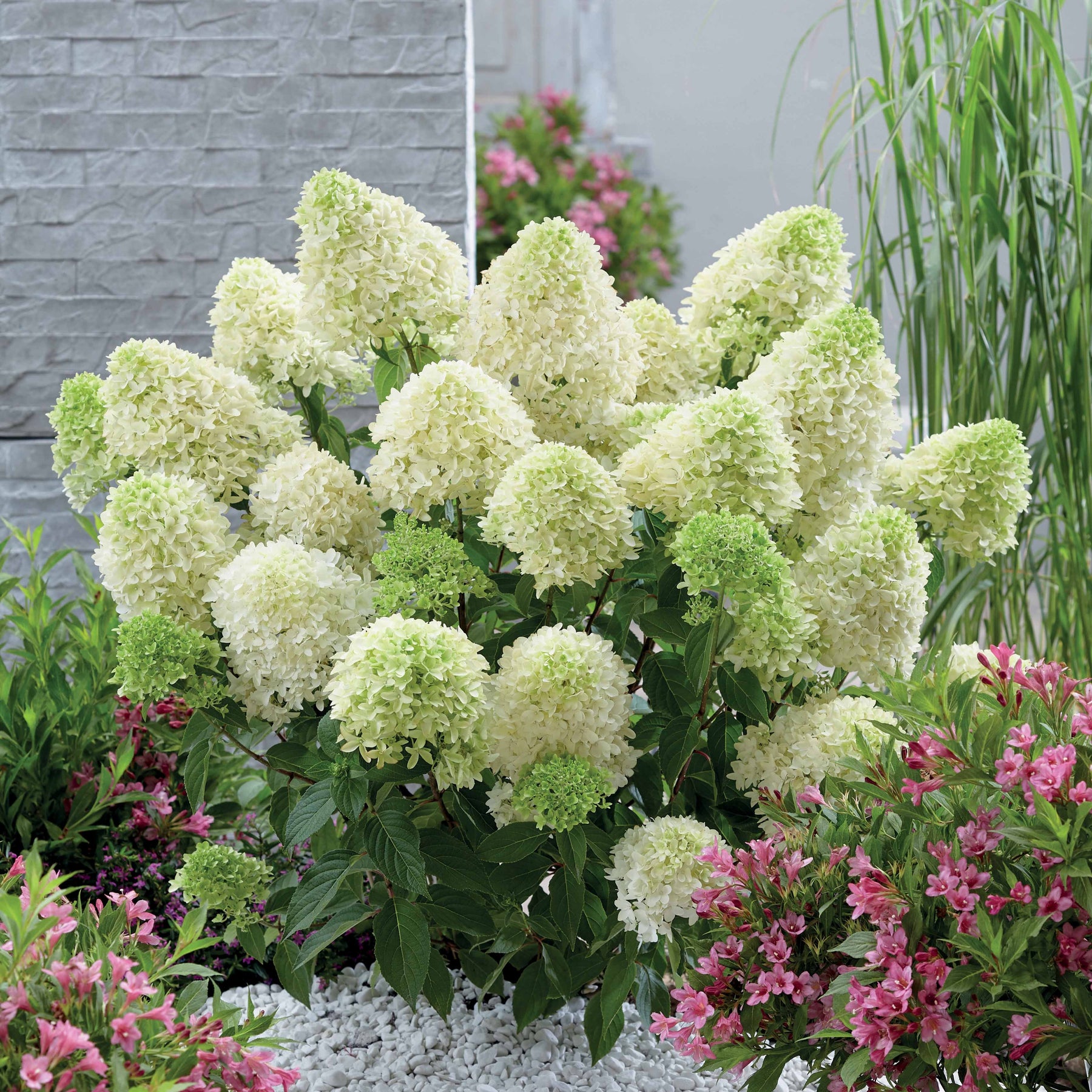 Pluimhortensia 'Skyfall' - Willemse