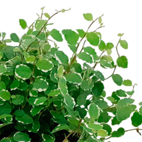 Ficus pumila white sunny - Klimvijg 'White Sunny' - Groene kamerplanten voor interieur