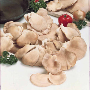 Kweekset grijze oesterzwam - Pleurotus ostreatus - Willemse