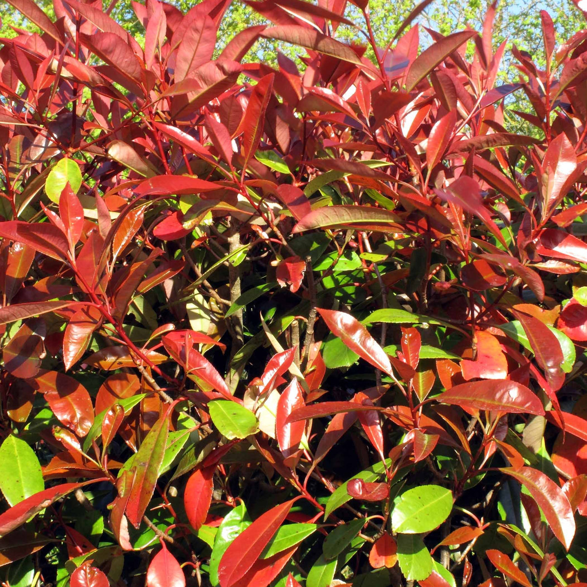Glansmispel 'Red Robin' (x3) - Photinia fraseri Red Robin - Willemse