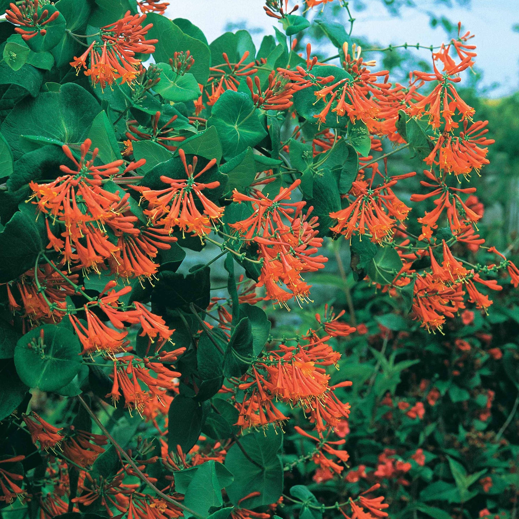 Kamperfoelie 'Dropmore Scarlet' - Lonicera brownii Dropmore Scarlet - Willemse