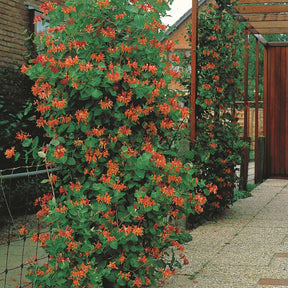 Verkoop Kamperfoelie 'Dropmore Scarlet' - Lonicera brownii Dropmore Scarlet
