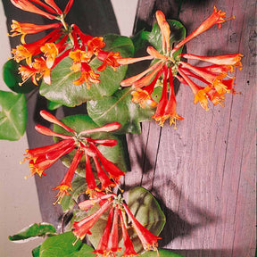 Lonicera brownii Dropmore Scarlet - Kamperfoelie 'Dropmore Scarlet' - Kamperfoelie