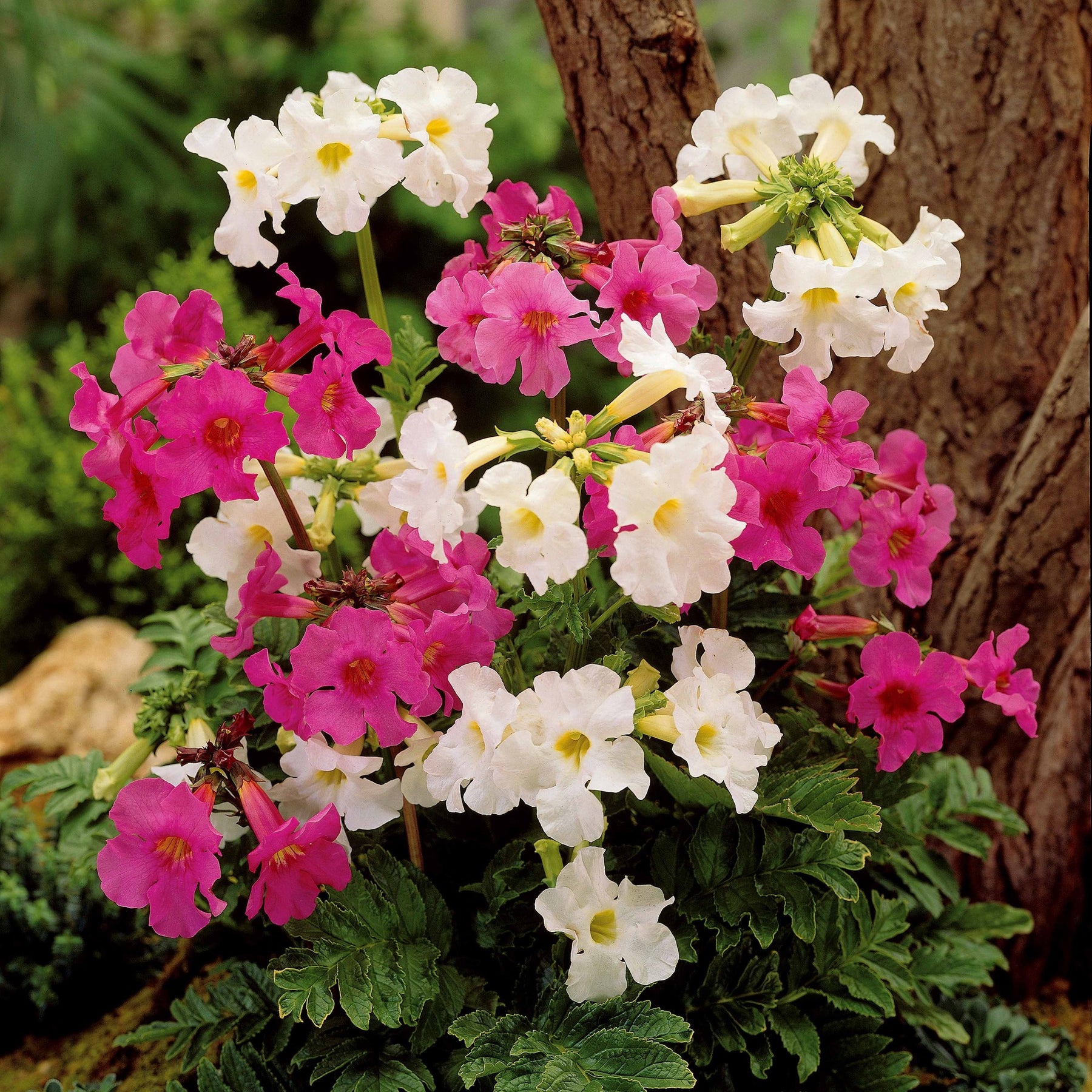 Gloxinia Mix (x4) - Incarvillea delavayi - Vaste planten