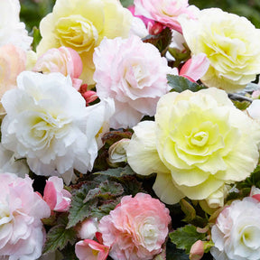 Knolbegonia Mix 'Wummi' (x4) - Begonia Wummi creme, Wummi Apple Bloom - Willemse